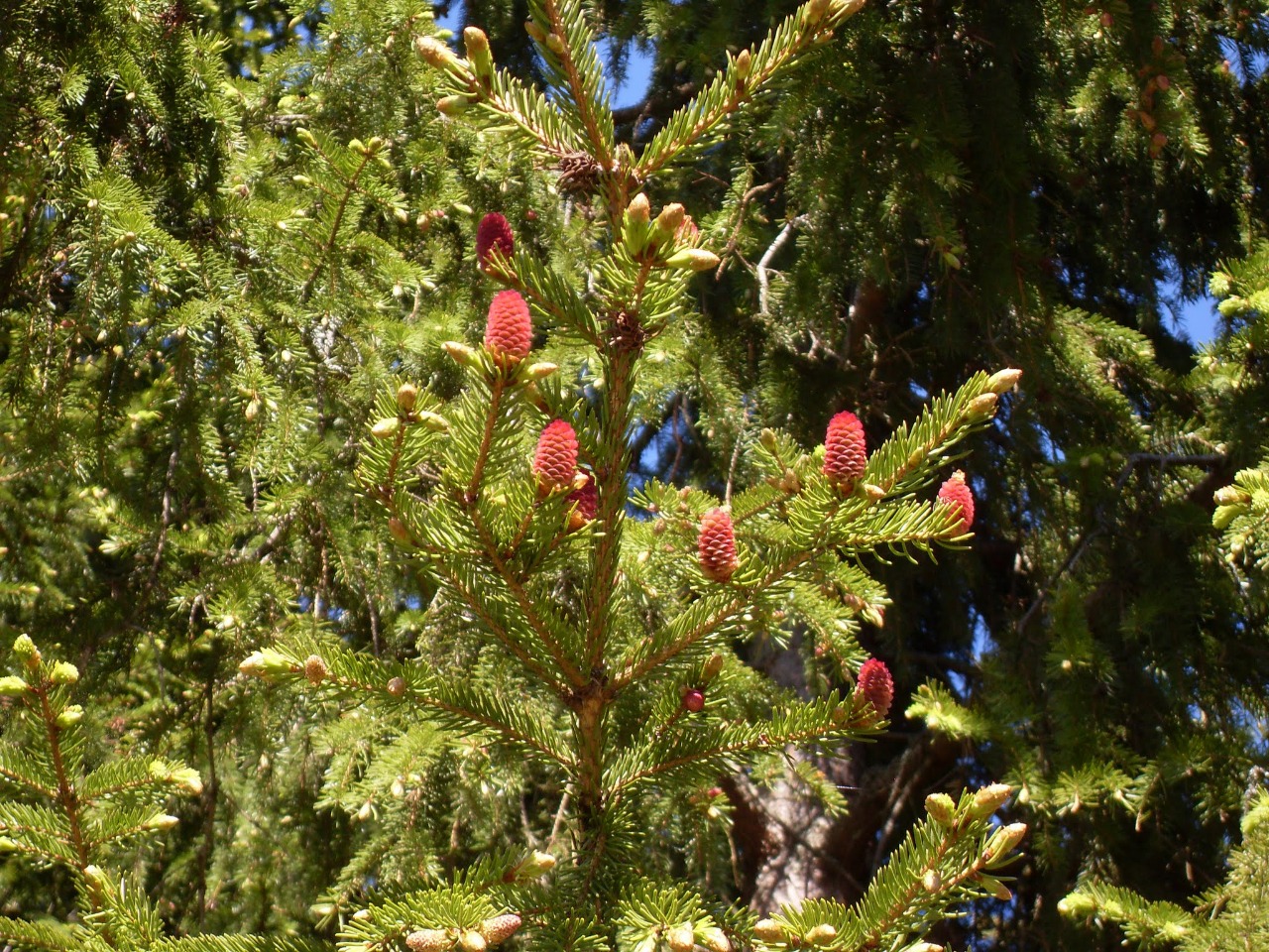 Розовые шишки на елях – природное явление